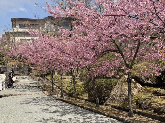 箱根強羅公園の桜