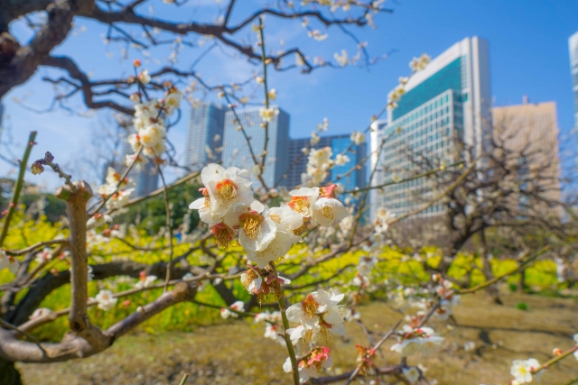 浜離宮恩賜庭園梅