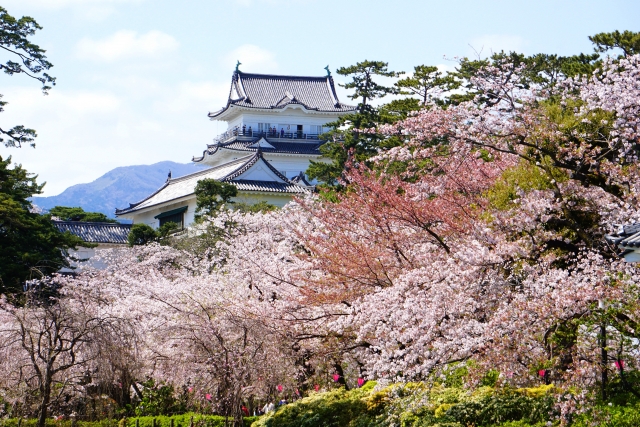 小田原城址公園の桜