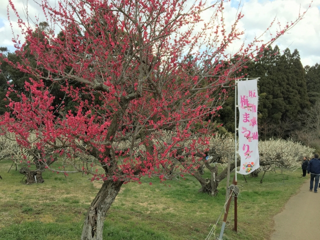 坂田城跡梅林