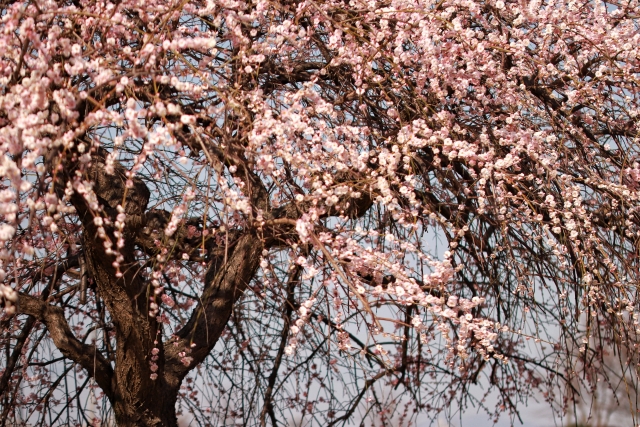 成田山公園